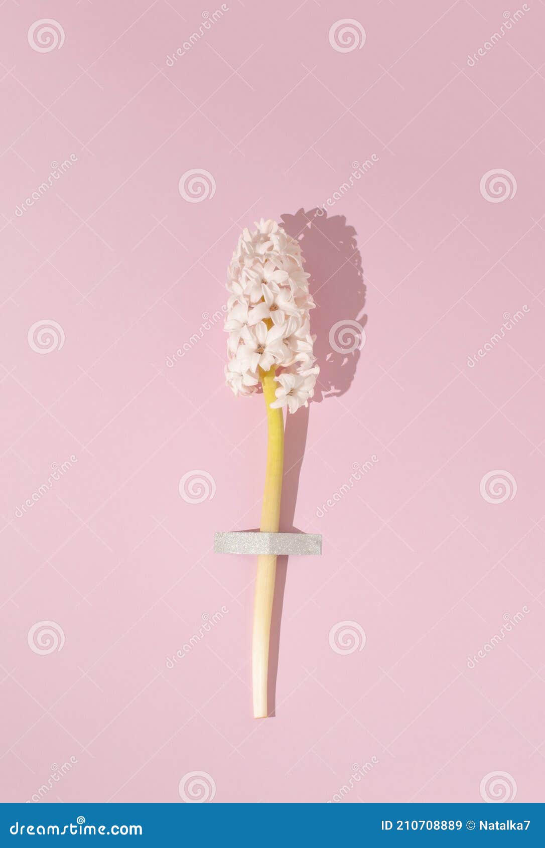 creative layoutÃÂ  withÃÂ  pastel pink flower hyacinthÃÂ  ÃÂ overÃÂ  soft pink background.